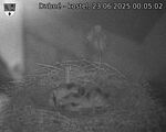 Capi_Dubne_20250623_000502.jpg