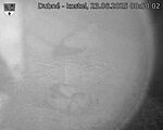 Capi_Dubne_20250623_005002.jpg