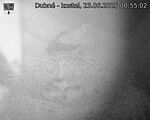 Capi_Dubne_20250623_005502.jpg