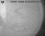 Capi_Dubne_20250623_011502.jpg