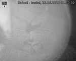 Capi_Dubne_20250623_013002.jpg