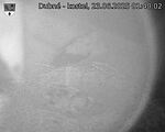 Capi_Dubne_20250623_014002.jpg