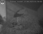Capi_Dubne_20250623_015002.jpg