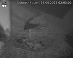 Capi_Dubne_20250623_020502.jpg