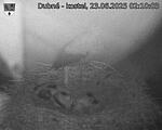 Capi_Dubne_20250623_021003.jpg