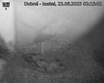 Capi_Dubne_20250623_021502.jpg