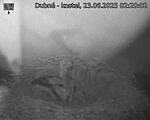 Capi_Dubne_20250623_022002.jpg
