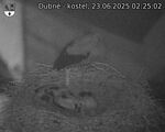Capi_Dubne_20250623_022502.jpg