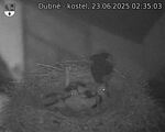 Capi_Dubne_20250623_023503.jpg