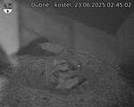 Capi_Dubne_20250623_024502.jpg