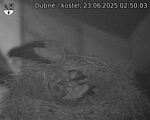 Capi_Dubne_20250623_025003.jpg