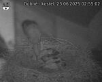 Capi_Dubne_20250623_025502.jpg