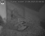 Capi_Dubne_20250623_030003.jpg