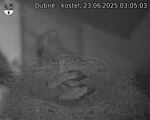 Capi_Dubne_20250623_030503.jpg