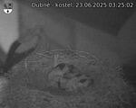 Capi_Dubne_20250623_032502.jpg