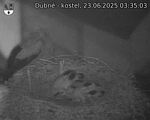 Capi_Dubne_20250623_033503.jpg