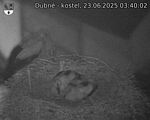 Capi_Dubne_20250623_034002.jpg