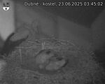 Capi_Dubne_20250623_034502.jpg