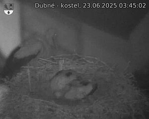 Capi_Dubne_20250623_034502.jpg (1350 x 1080)