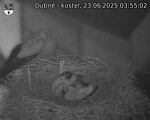 Capi_Dubne_20250623_035502.jpg