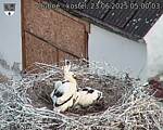 Capi_Dubne_20250623_050003.jpg