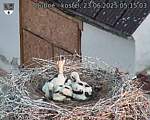 Capi_Dubne_20250623_051503.jpg