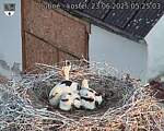 Capi_Dubne_20250623_052503.jpg