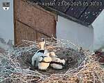 Capi_Dubne_20250623_053003.jpg
