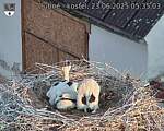 Capi_Dubne_20250623_053503.jpg