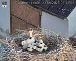 Capi_Dubne_20250623_054503.jpg