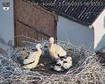 Capi_Dubne_20250623_060503.jpg