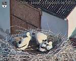 Capi_Dubne_20250623_061003.jpg
