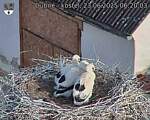Capi_Dubne_20250623_062003.jpg