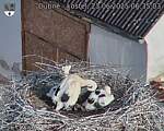 Capi_Dubne_20250623_063503.jpg