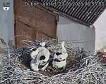 Capi_Dubne_20250623_065503.jpg