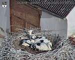 Capi_Dubne_20250623_070003.jpg