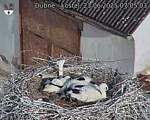 Capi_Dubne_20250623_070503.jpg