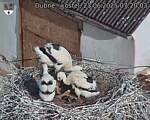 Capi_Dubne_20250623_072003.jpg