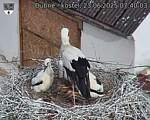 Capi_Dubne_20250623_074003.jpg