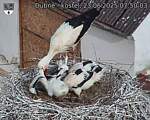 Capi_Dubne_20250623_075003.jpg