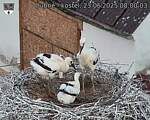 Capi_Dubne_20250623_080003.jpg