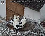 Capi_Dubne_20250623_081003.jpg
