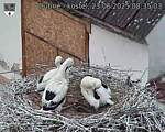 Capi_Dubne_20250623_083503.jpg