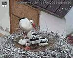 Capi_Dubne_20250623_084503.jpg