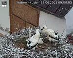 Capi_Dubne_20250623_090003.jpg