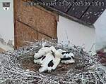 Capi_Dubne_20250623_091003.jpg