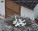 Capi_Dubne_20250623_092003.jpg