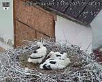 Capi_Dubne_20250623_094003.jpg