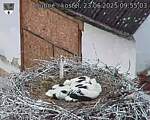 Capi_Dubne_20250623_095503.jpg