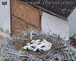 Capi_Dubne_20250623_100003.jpg